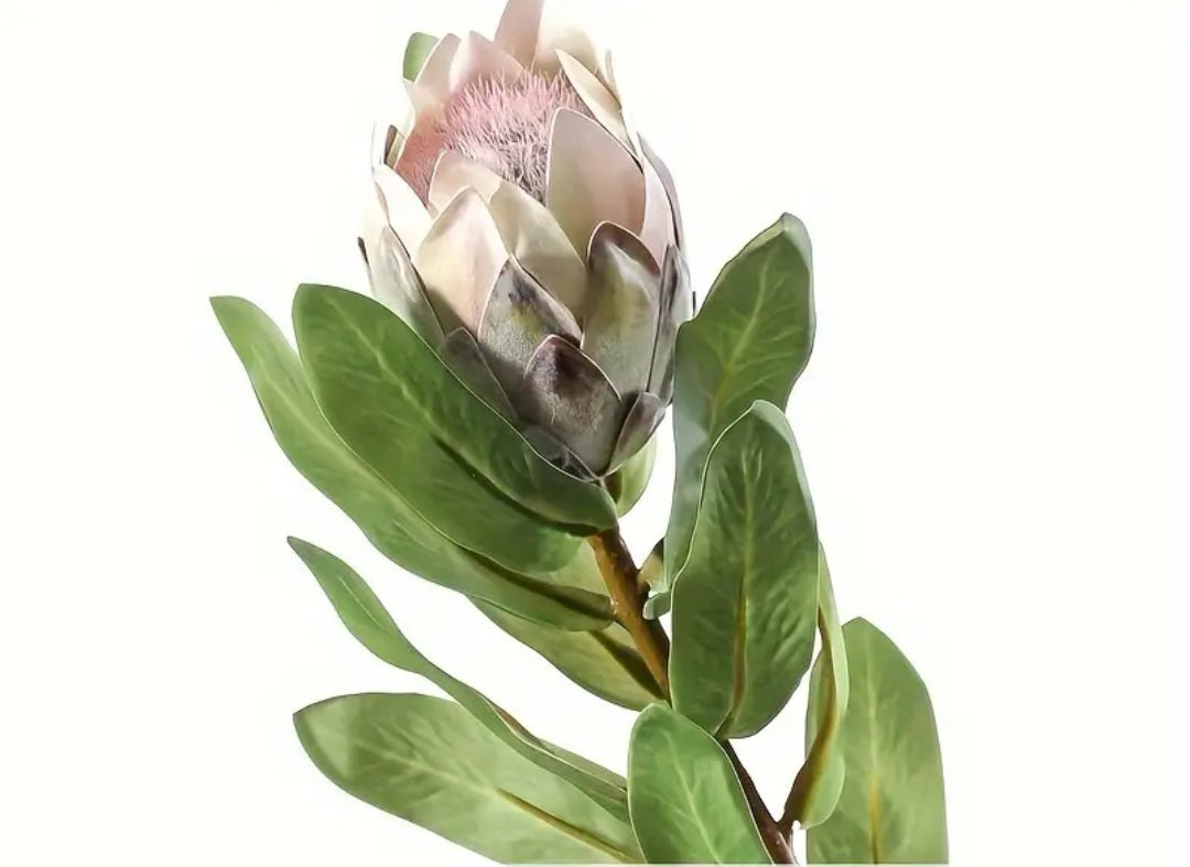 Vintage King Protea